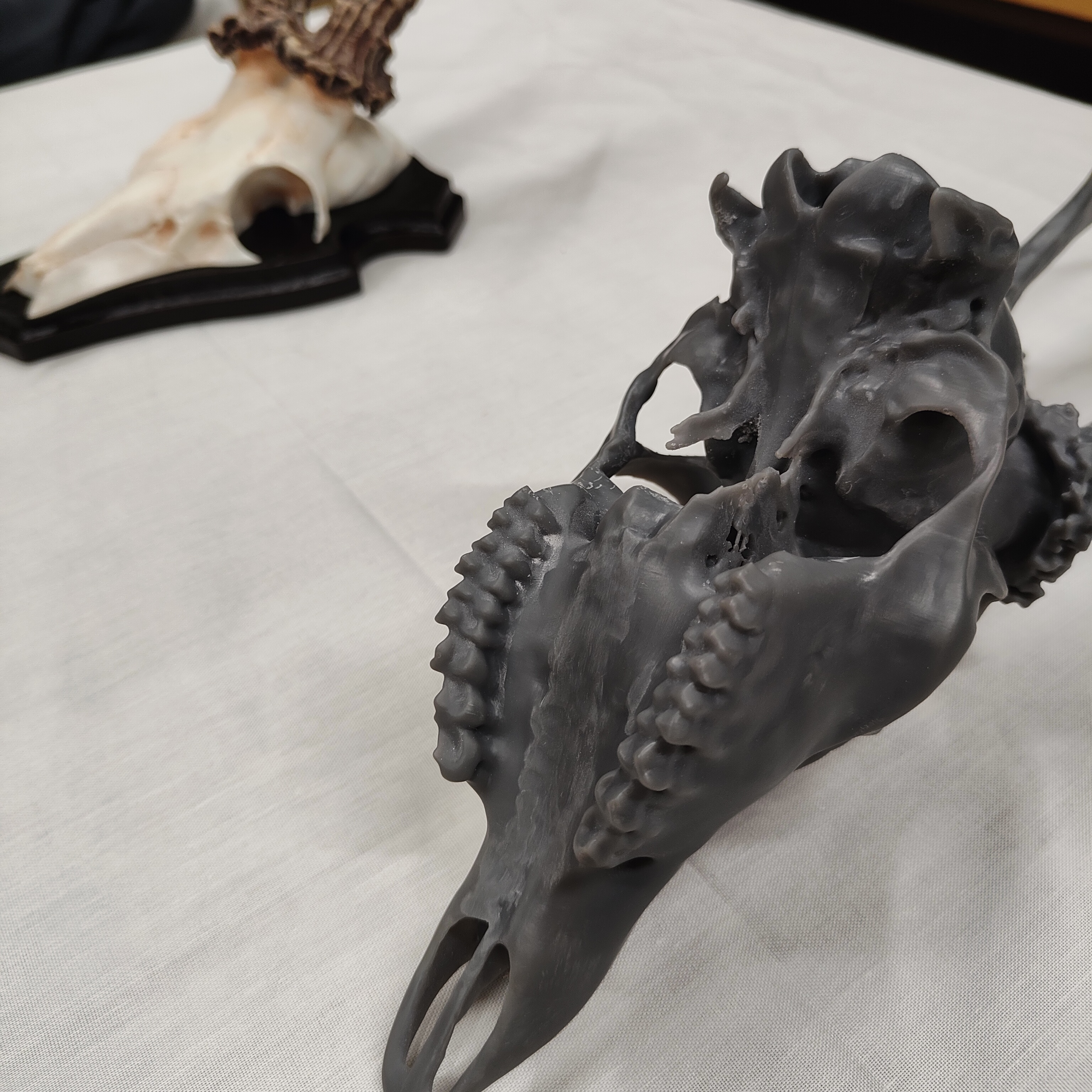 Projekt Geweih – IMG20250905115053.jpg