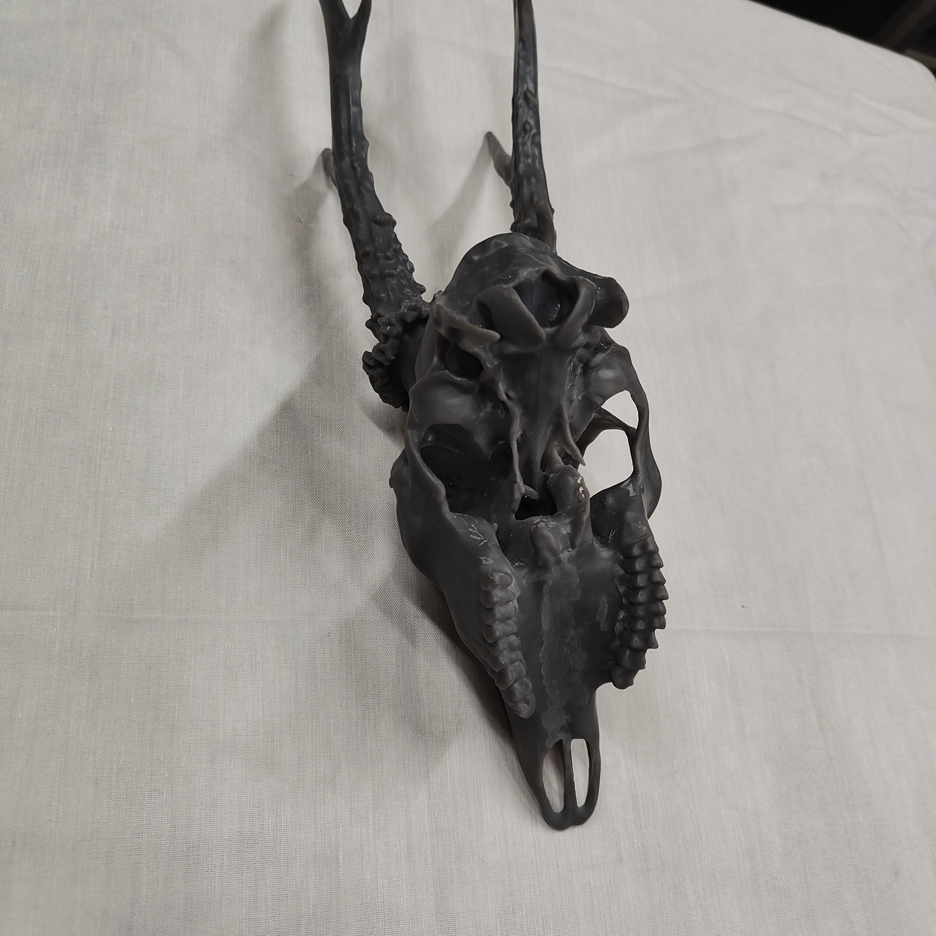 Projekt Geweih – IMG20250905115120.jpg