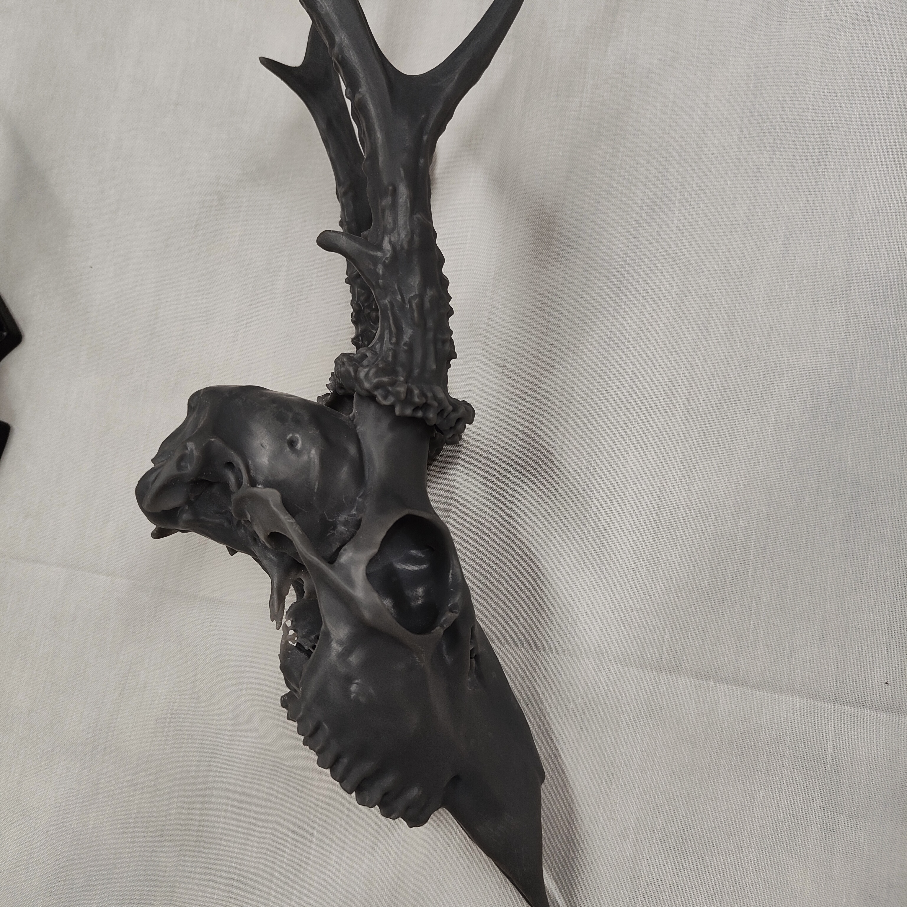 Projekt Geweih – IMG20250905115145.jpg