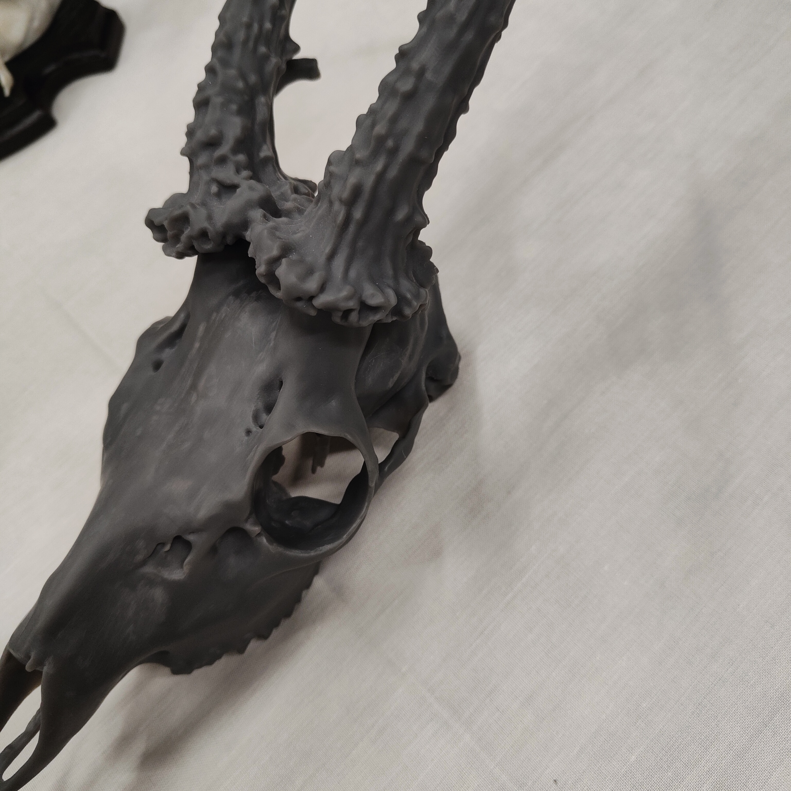 Projekt Geweih – IMG20250905115159.jpg