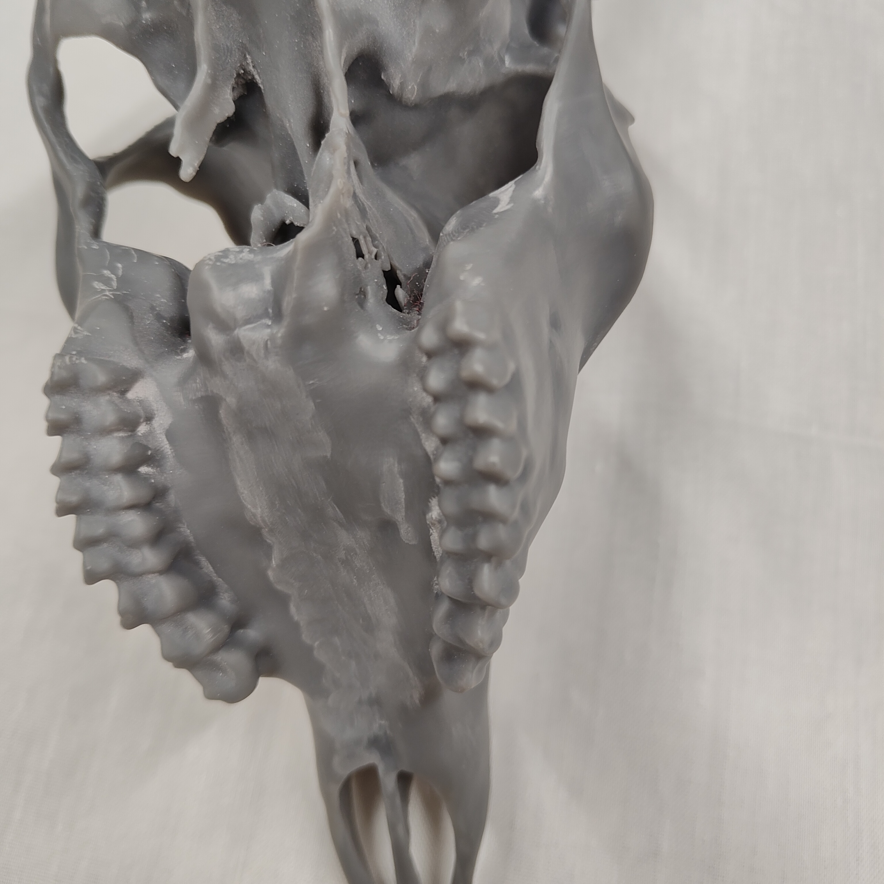 Projekt Geweih – IMG20250905115226.jpg