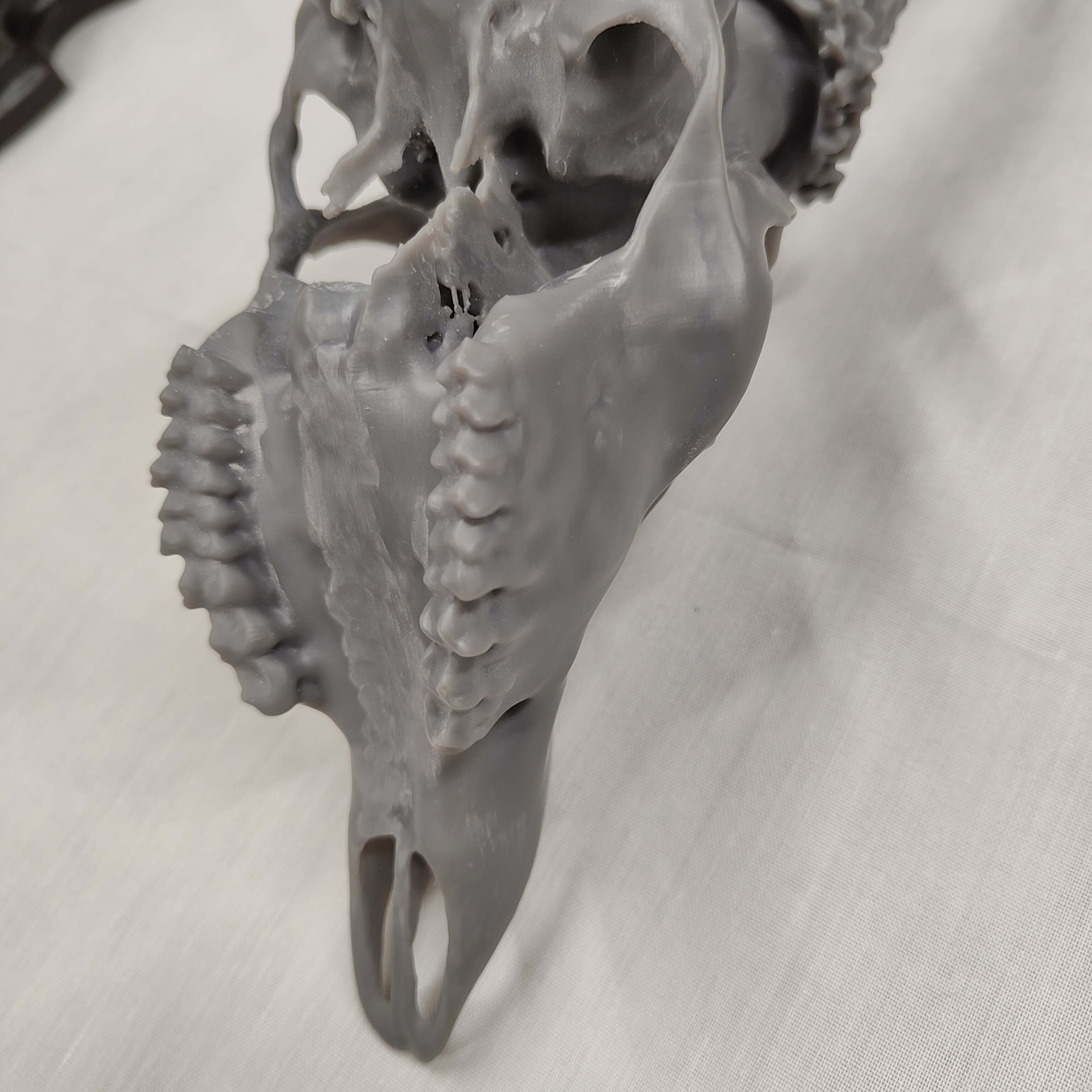 Projekt Geweih – IMG20250905115239.jpg