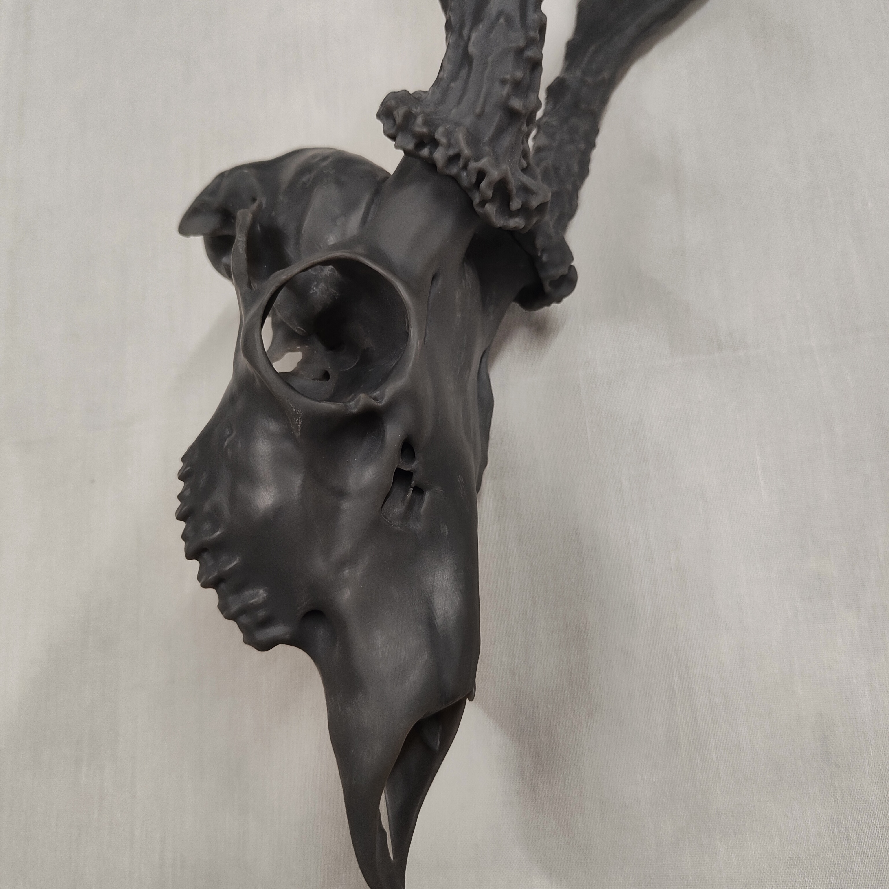 Projekt Geweih – IMG20250905115312.jpg