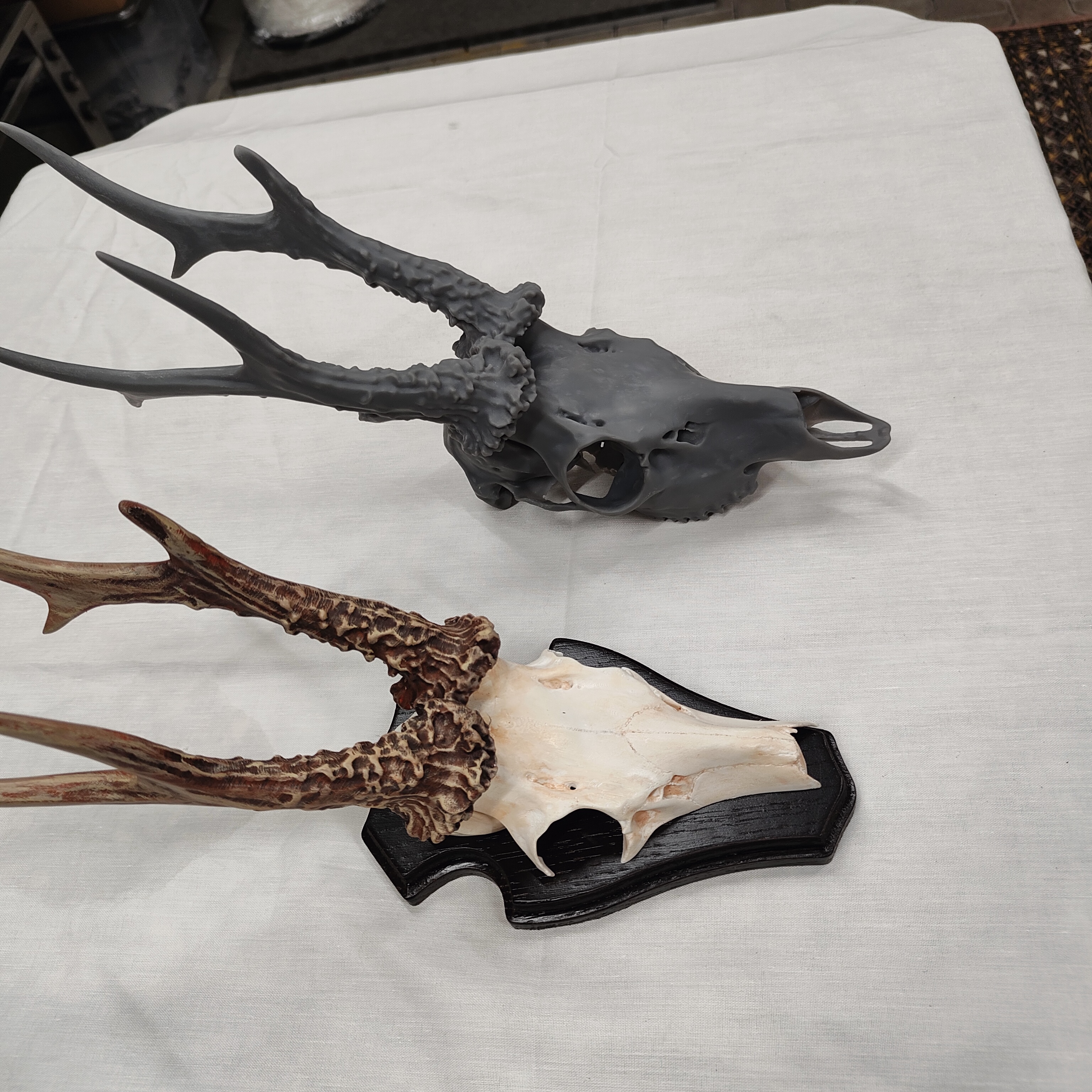 Projekt Geweih – IMG20250905122649.jpg