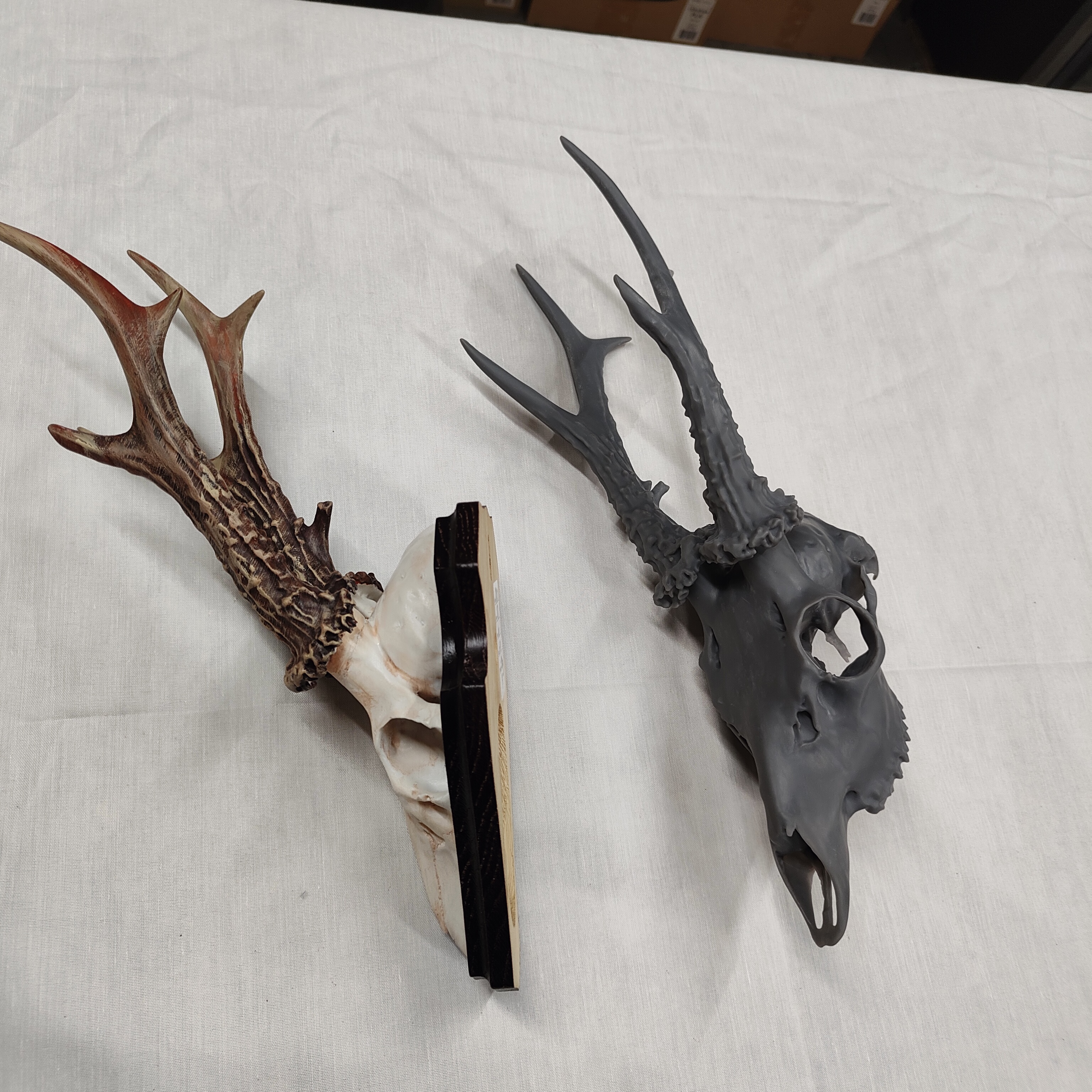 Projekt Geweih – IMG20250905122718.jpg