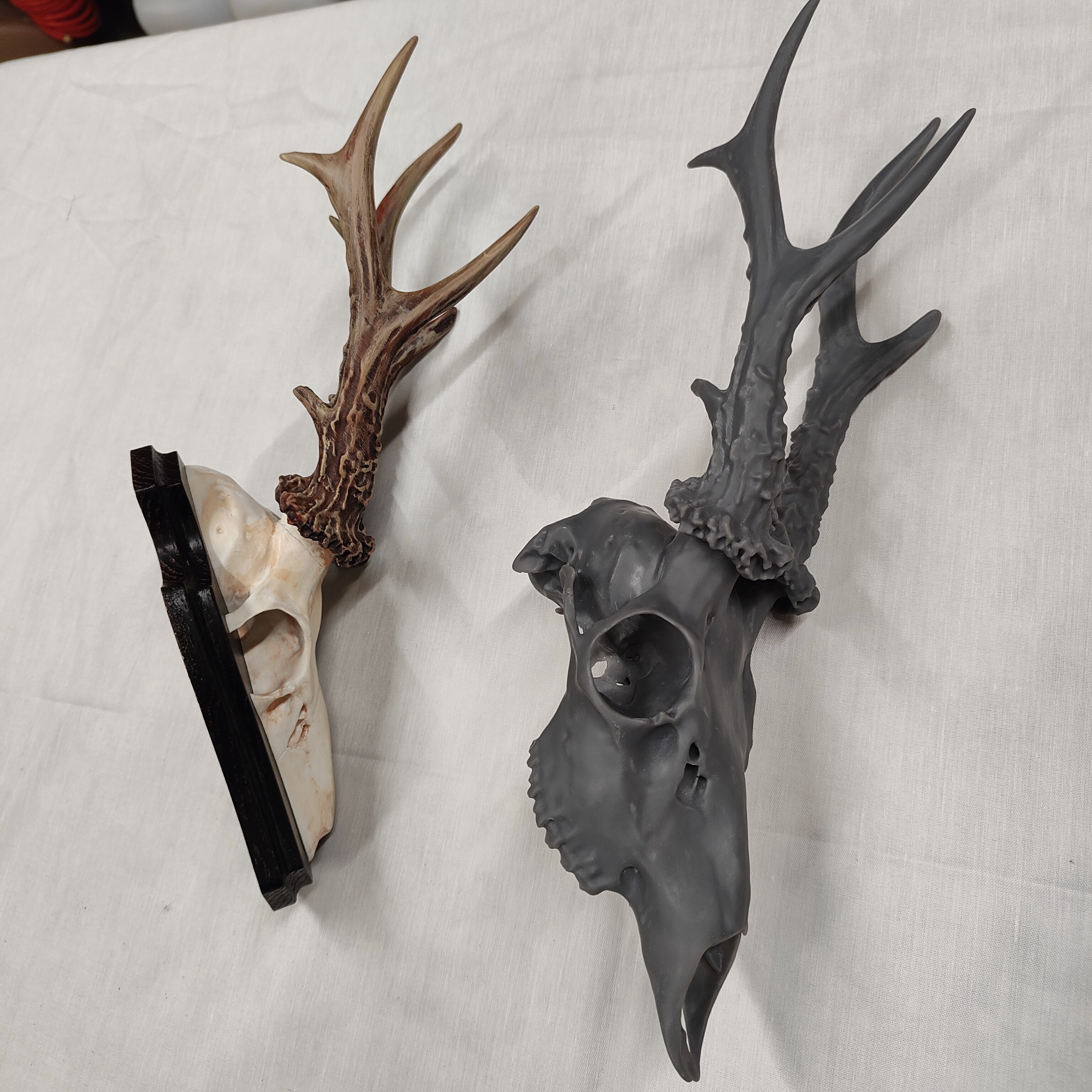 Projekt Geweih – IMG20250905122743.jpg