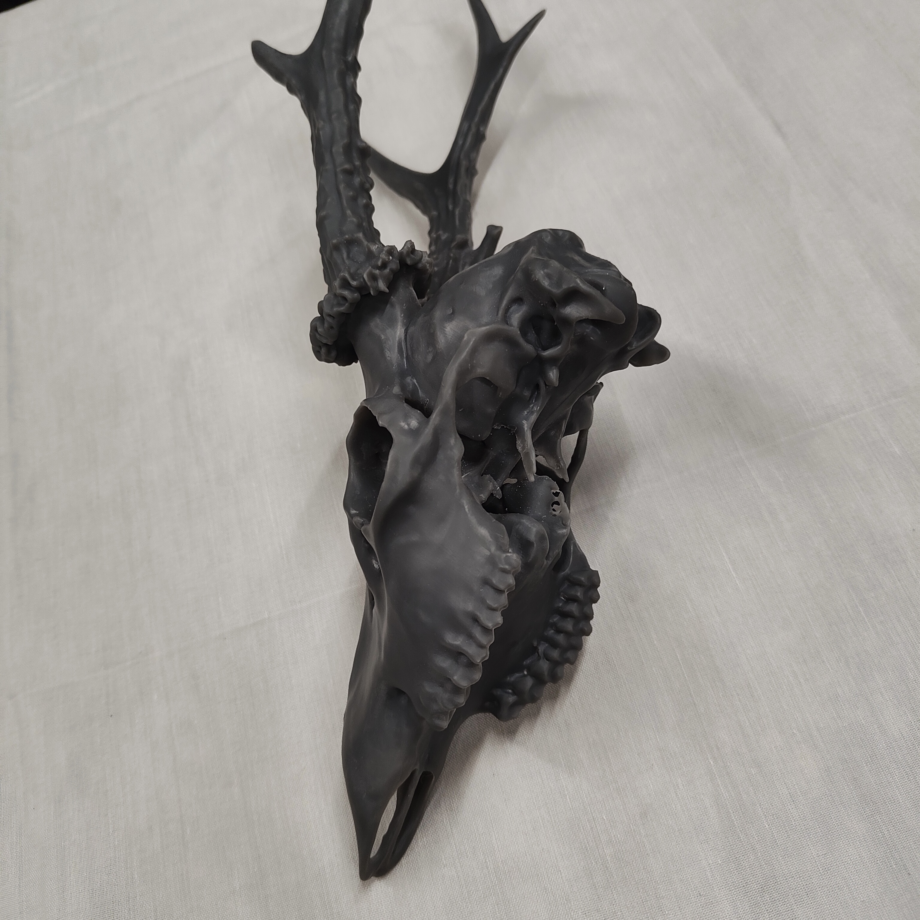 Projekt Geweih – IMG20250905122812.jpg